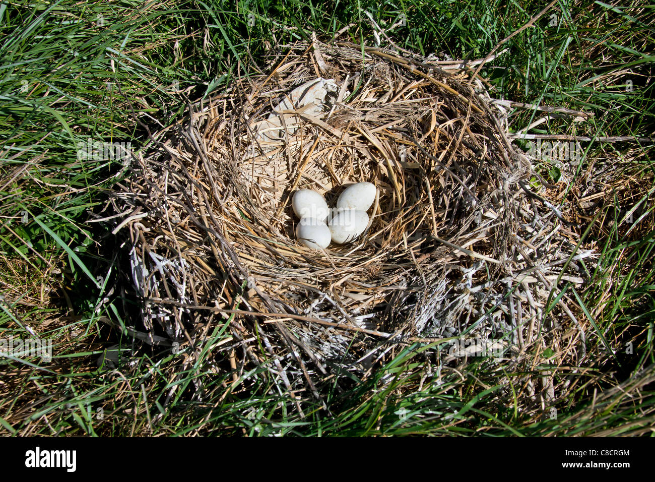 Eurasische Löffler / gemeinsame Löffler (Platalea Leucorodia) Kupplung Eier im Nest, Wattenmeer, Deutschland Stockfoto