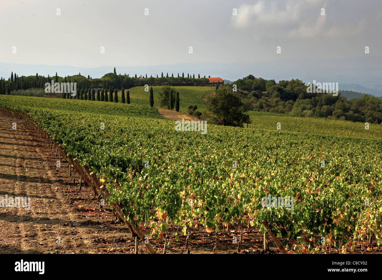 Landwirtschaft in der Toskana - Weinberge Stockfoto