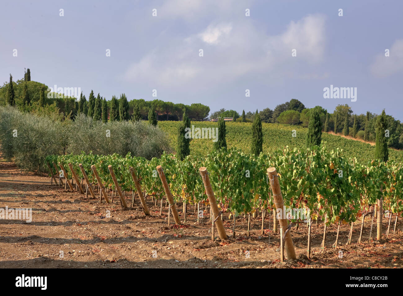 Landwirtschaft in der Toskana - Weinberge Stockfoto