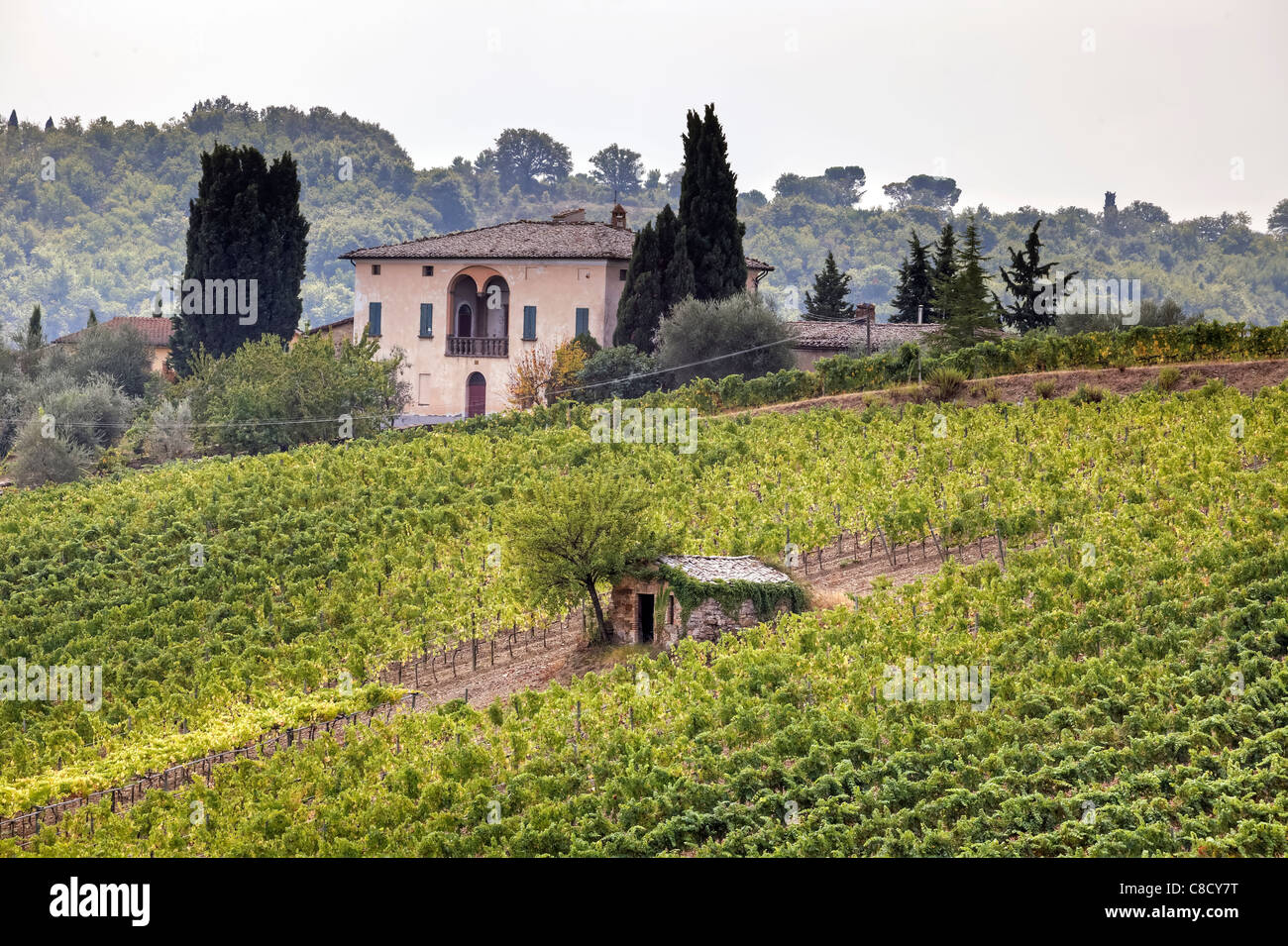 Landwirtschaft in der Toskana - Weinberge Stockfoto