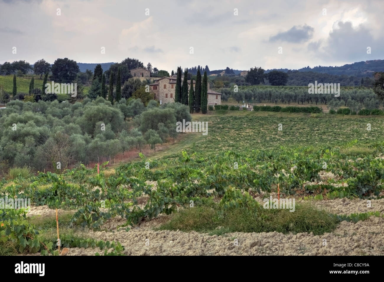 Landwirtschaft in der Toskana - Weinberge Stockfoto