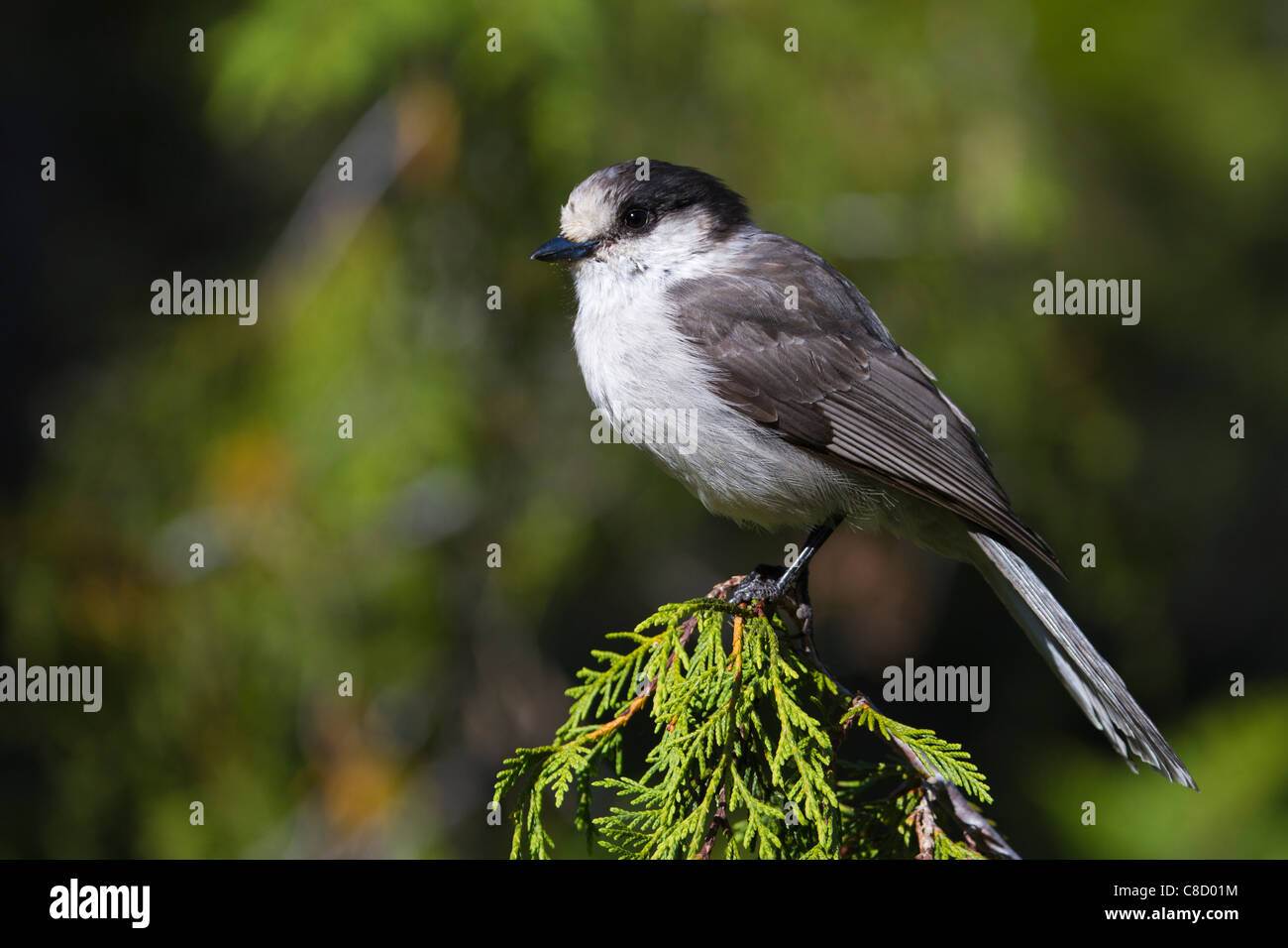 Grau-Jay (Perisoreus Canadensis) Stockfoto