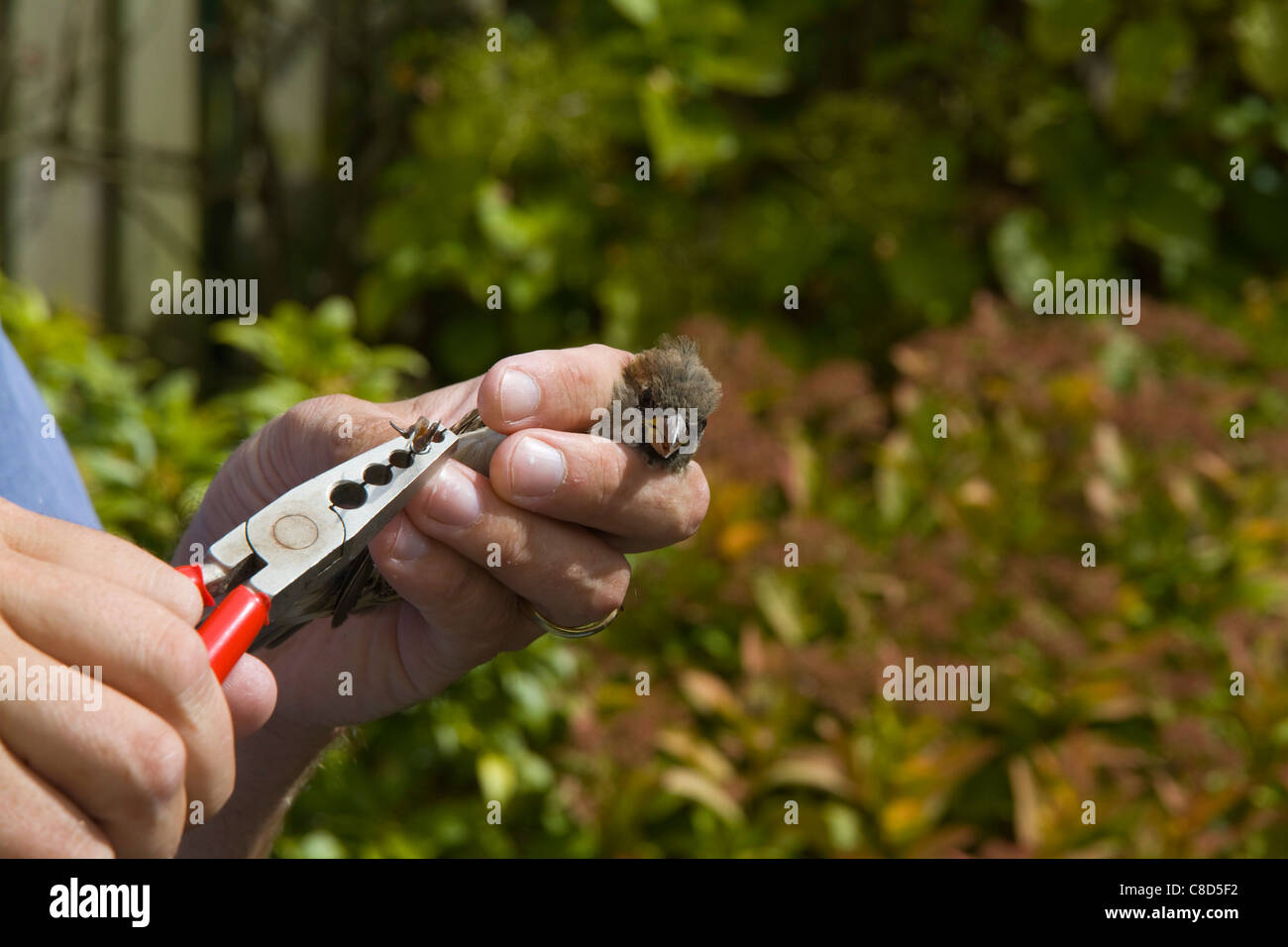 Ein BTO ausgebildeten Vogel Ringer legt vorsichtig einen nummerierten Ring am Bein ein Haussperling (Passer Domesticus) Stockfoto