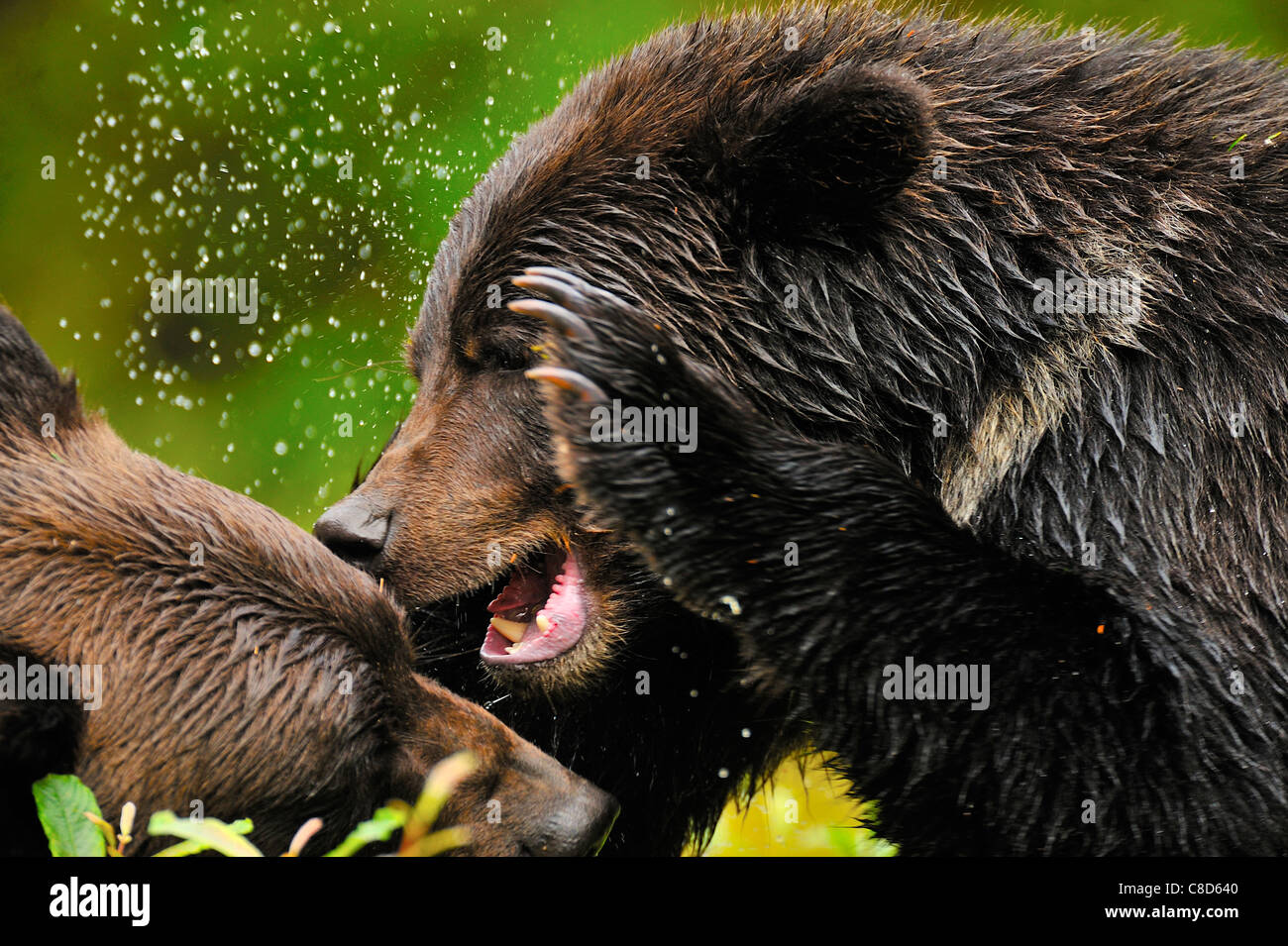Grizzly Bears kämpfen, spielen aggressiv miteinander. Stockfoto