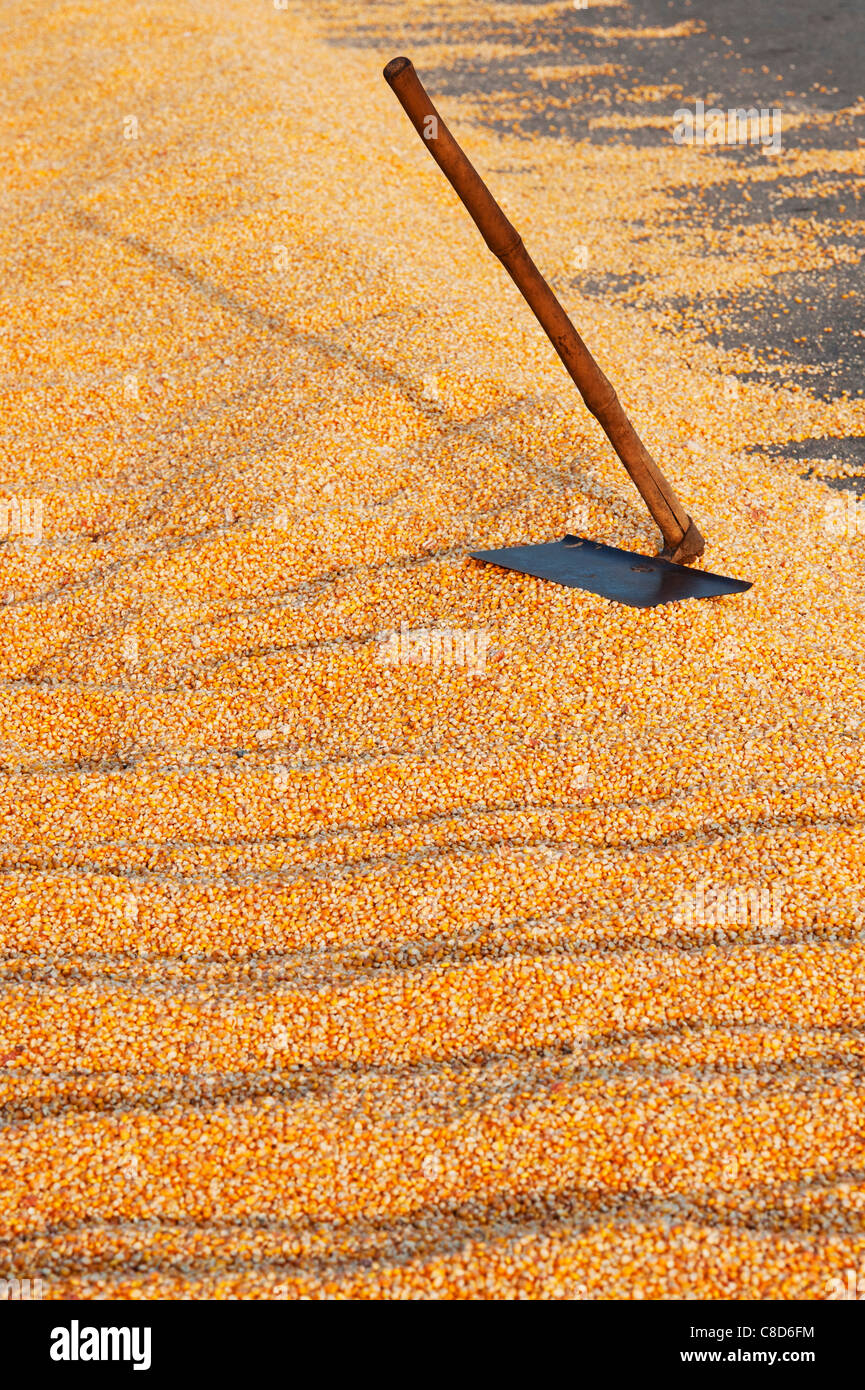 Trocknen Maiskörner/geerntet auf einer Straße in der indischen Landschaft Mais. Andhra Pradesh, Indien Stockfoto
