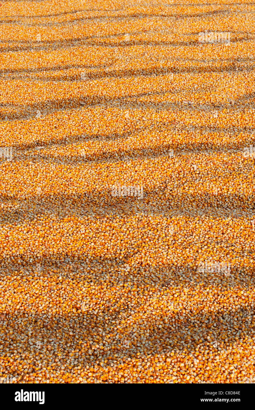 Trocknen Maiskörner/geerntet auf einer Straße in der indischen Landschaft Mais. Andhra Pradesh, Indien Stockfoto