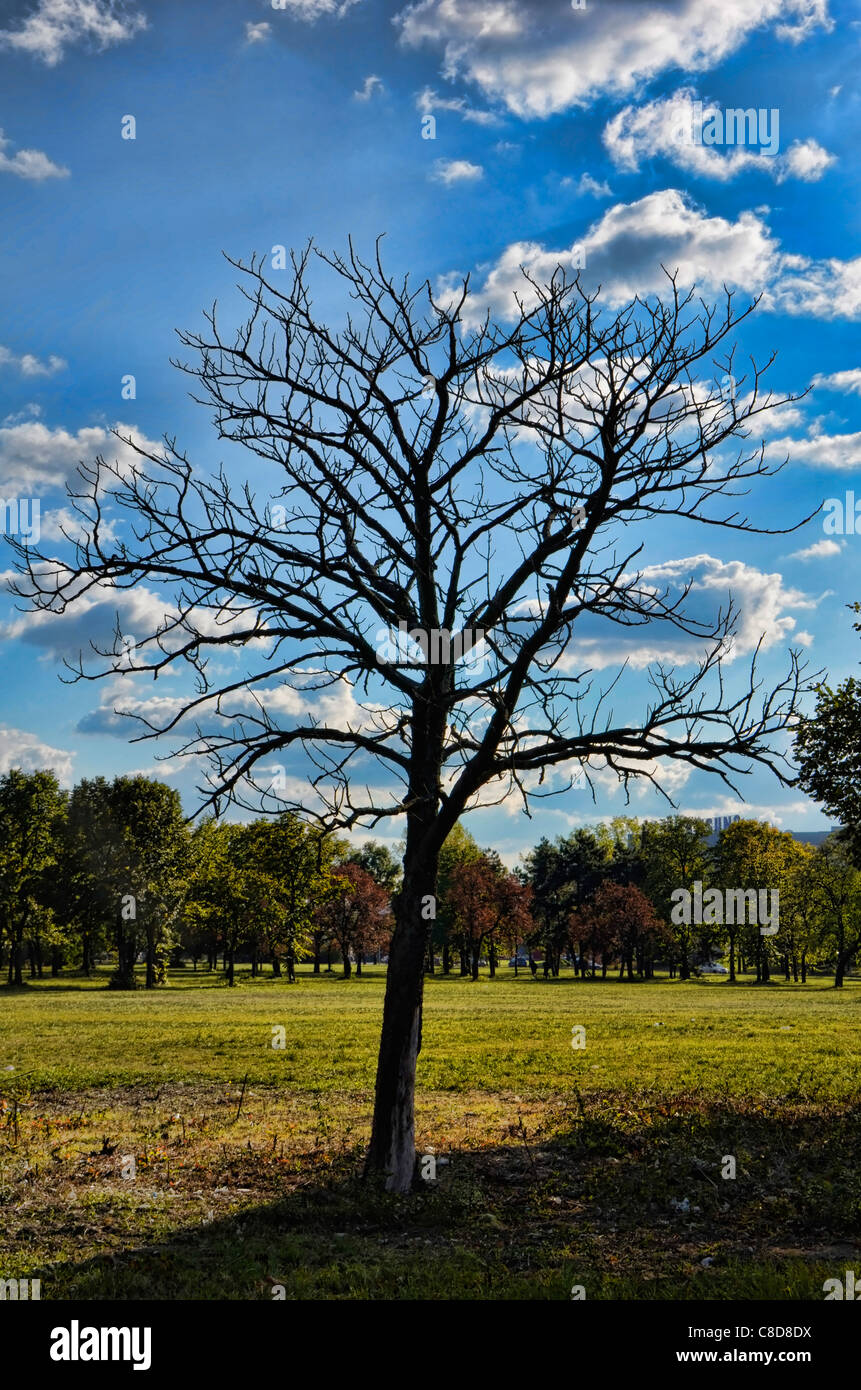 Holztrocknung Stockfoto