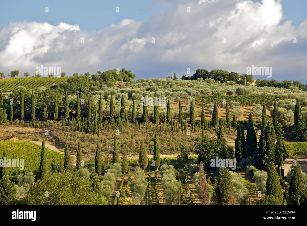 Den Hügeln der Toskana Stockfoto