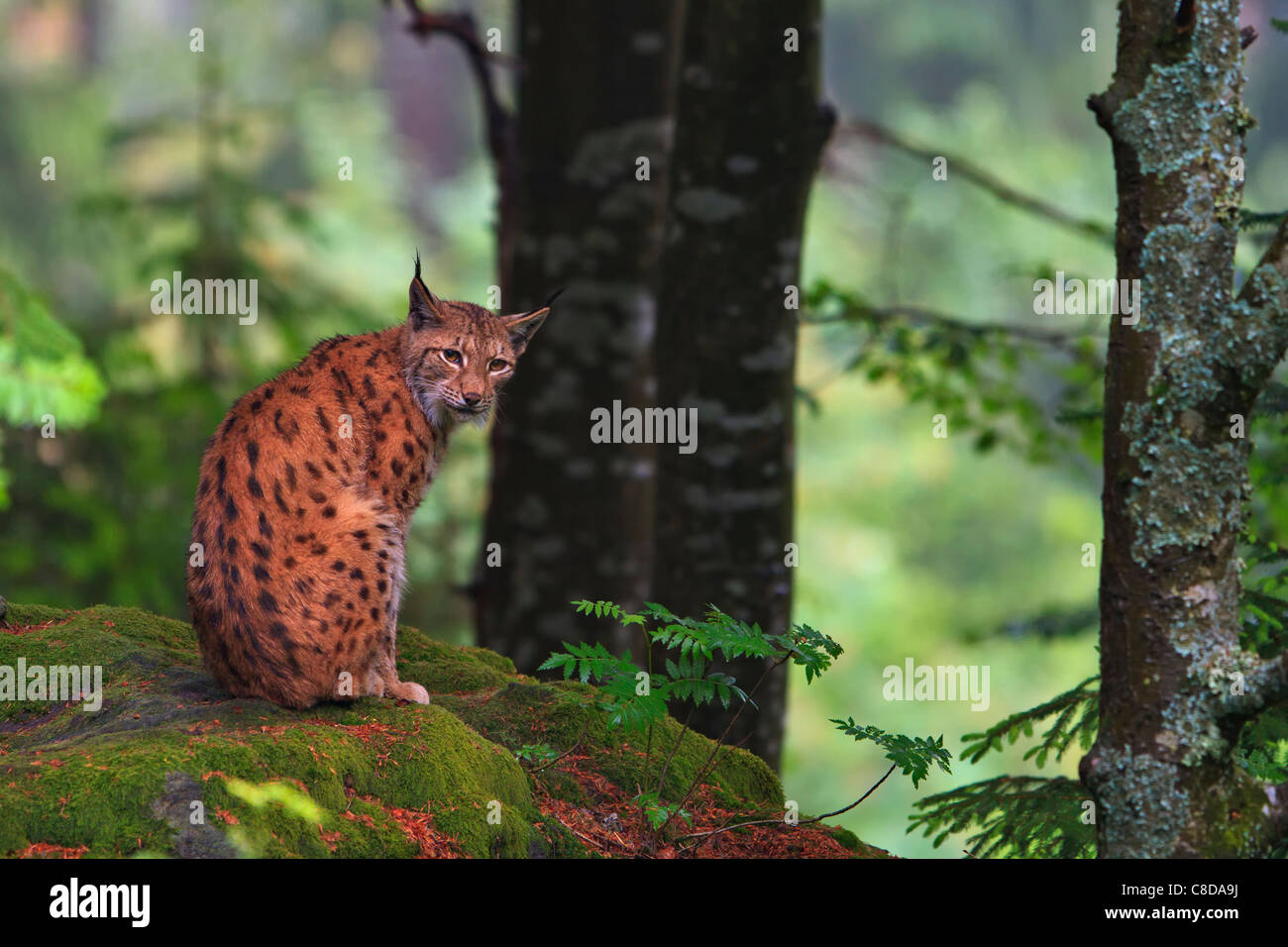 Eurasischer Luchs (Lynx Lynx) sitzt auf einem Felsen Moos bedeckt in einem schönen Wald des Nationalpark Bayerischer Wald. Stockfoto