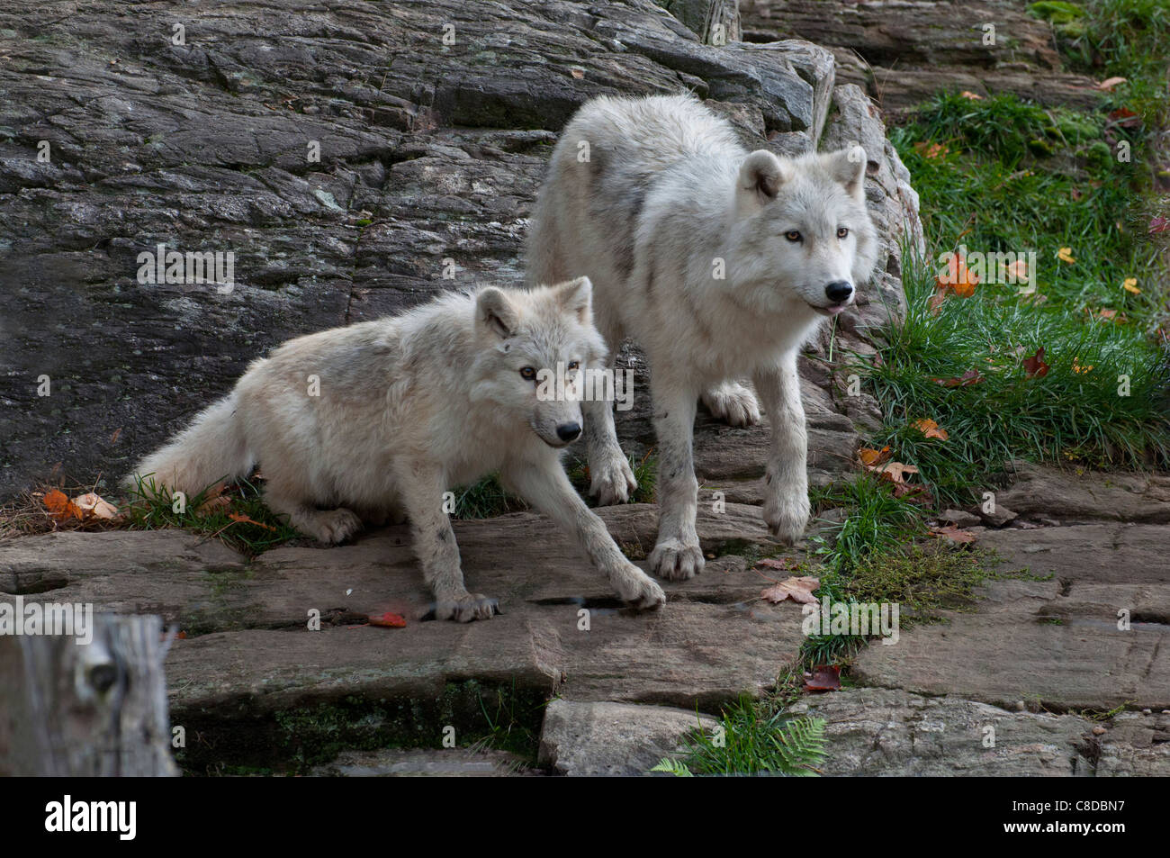 Zwei Arctic Wolf Cubs. Stockfoto