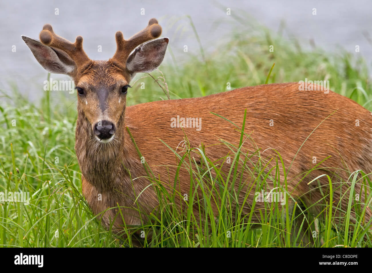 Porträt von eine Küste männlichen Sitka schwarz - angebundene Rotwild (Odocoileus Hemionus Sitkensis) entlang der Festlandküste von British Columbia, Ca Stockfoto