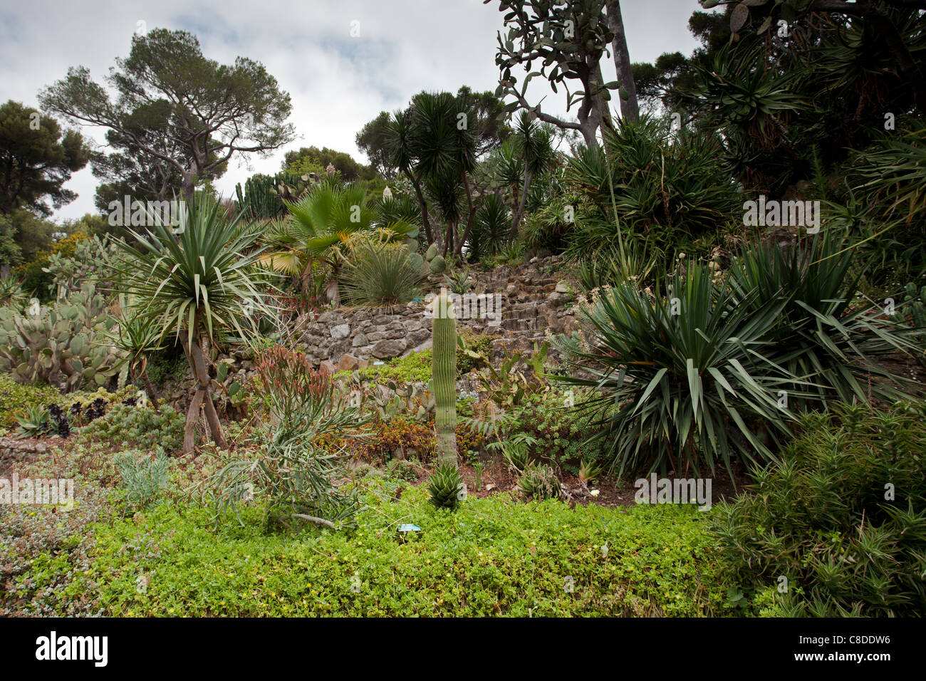Villa Ephrussi de Rothschild: die exotischen Garten Stockfoto
