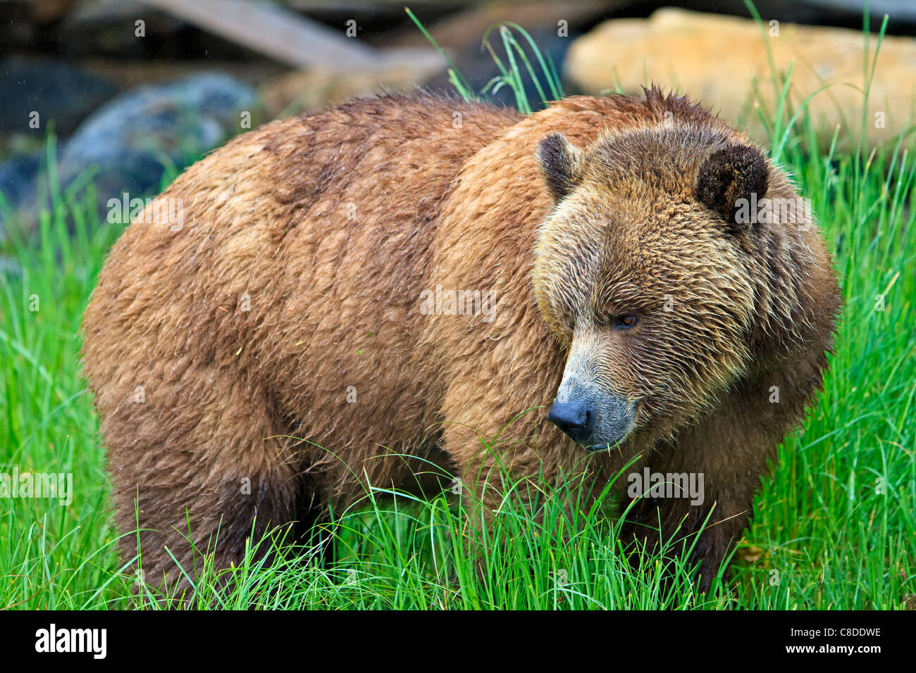 Coastal Grizzlybär auf Nahrungssuche an einem regnerischen Tag entlang der Küste von British Columbia in der Great Bear Rainforest, Kanada Stockfoto