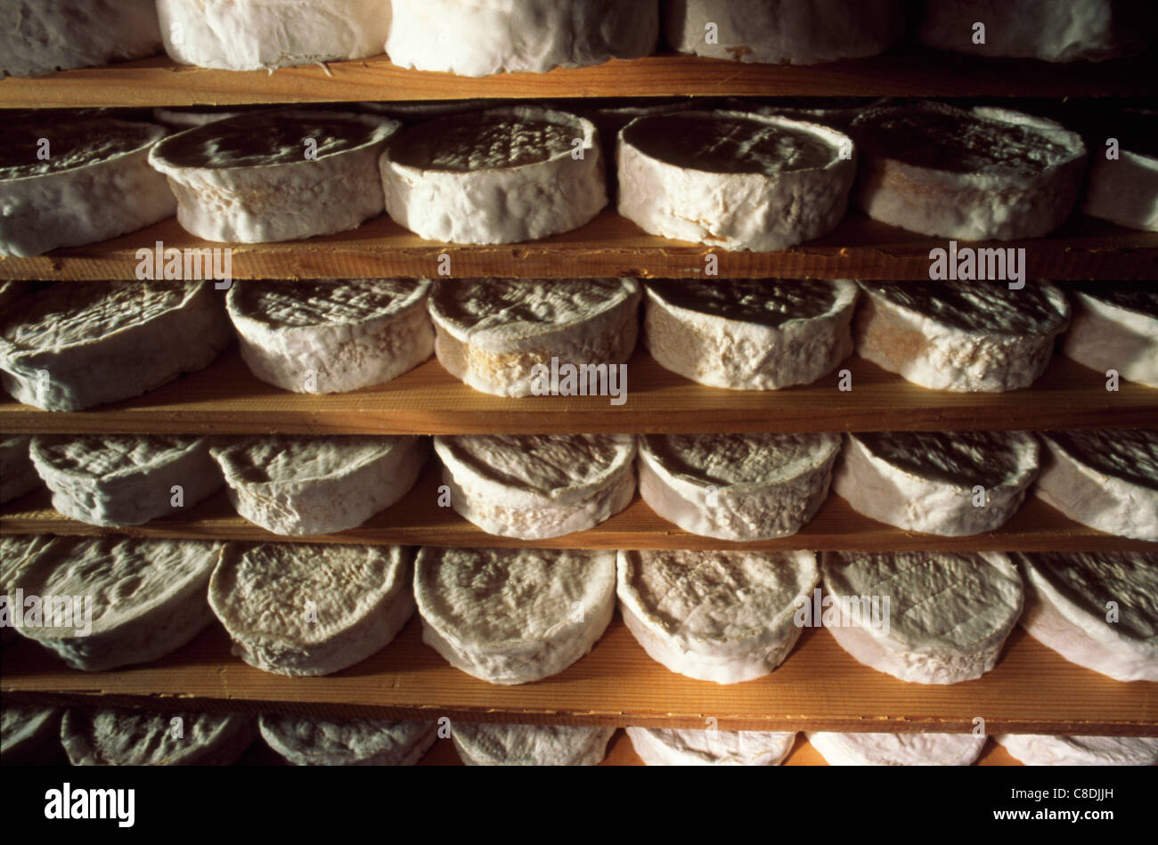 Reifende Camemberts Stockfoto
