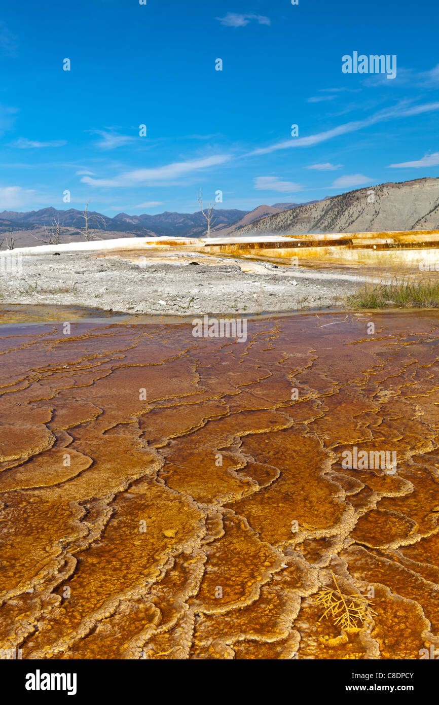 Mammoth Hot Springs ist eine Reihe von heißen Quellen auf einer Anhöhe von Travertin im Yellowstone Nationalpark in Wyoming.  Der Travertin wurde über Jahrtausende hinweg von Calciumcarbonat Ablagerungen aus den Thermalquellen Reise durch eine Bruchlinie in Kalkstein erstellt.  Die vielen Farben des sichtbaren auf den Terrassen sind das Ergebnis von Algenwachstum in den warmen Pools sind etwa 170 Grad Celsius. Stockfoto