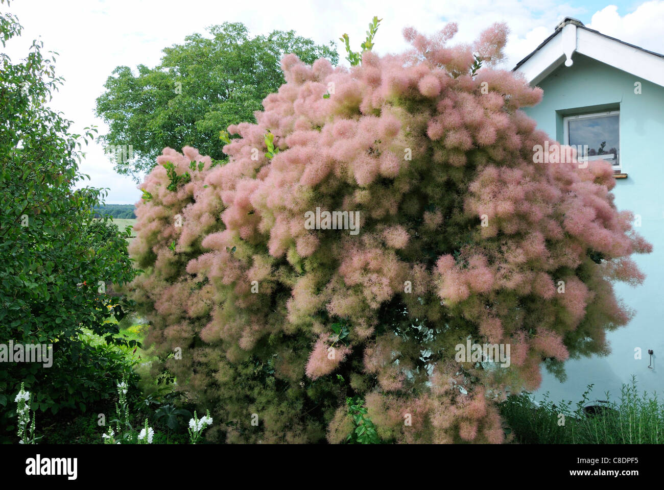 Rauch-Baum (Cotinus Coggygria) Stockfoto
