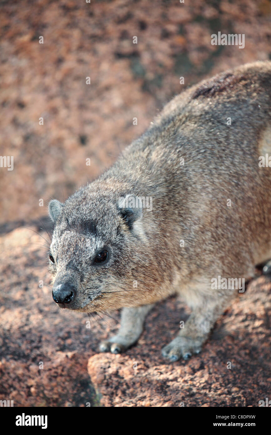 Rock Hyrax (Procavia Capensis) Stockfoto