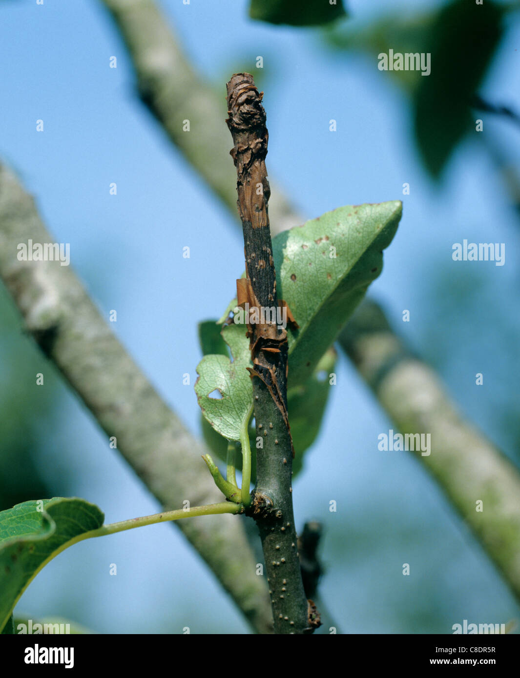 Canker neonectria ditissima Läsion auf Birnbaumholz Stockfoto