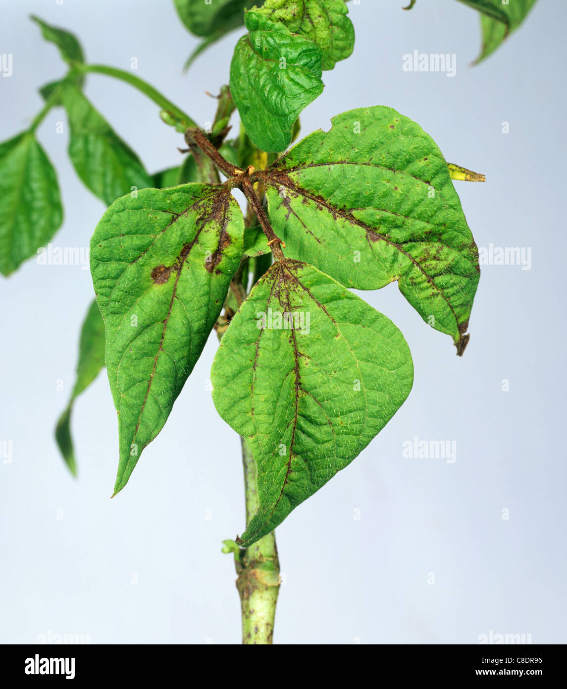 Blattflecken (Ascochyta Bolthauseri) Schaden Nekrose auf grünen Bohnen Blatt Stockfoto