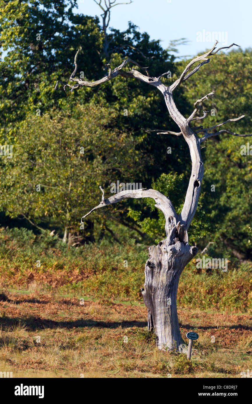 Alten Toten Baum Herbstfärbung Stockfoto