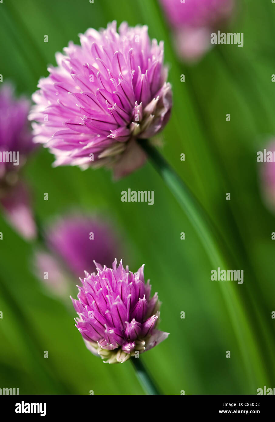 Nahaufnahme von Schnittlauch in voller Blüte Stockfoto