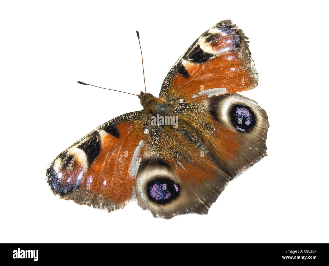 Monarch-Schmetterling isoliert auf weiss Stockfoto