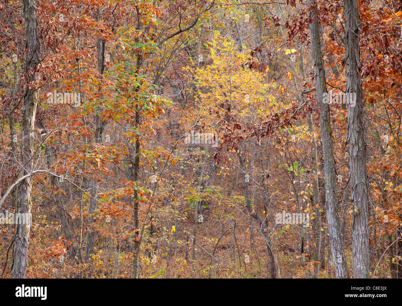Eichen-Hickory-Wald im Herbst, Stephens State Forest, Woodburn Einheit, Clarke County, Iowa Stockfoto