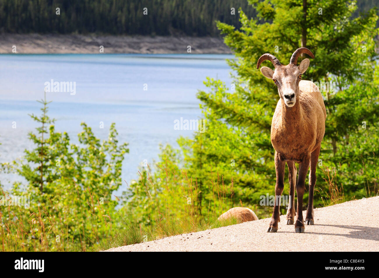 Big Horn Schafe auf der Straße in der Nähe von Medizin-See in Jasper, Kanada Stockfoto