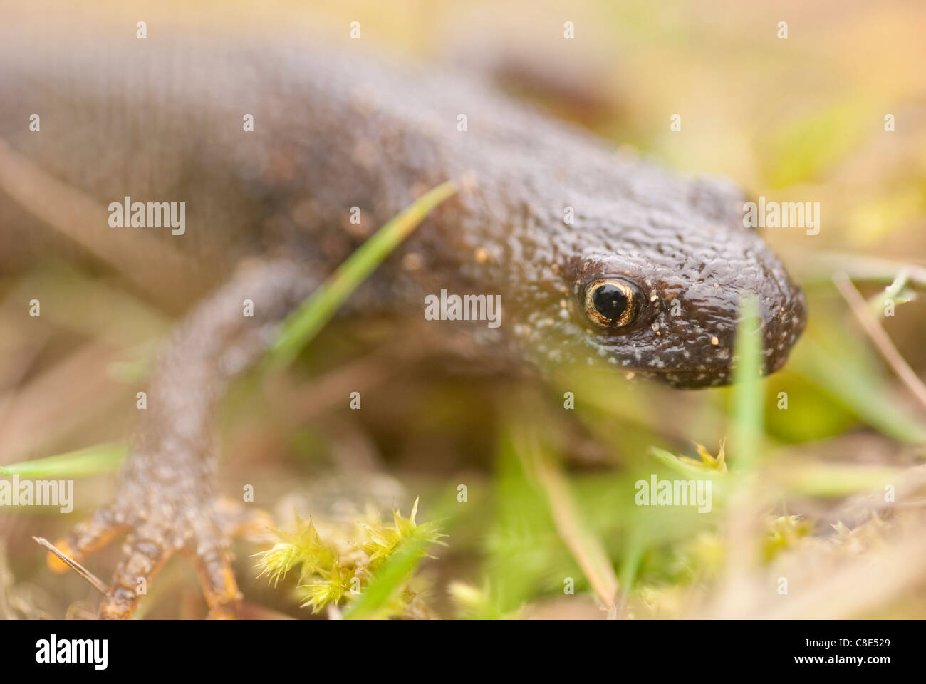 Kammmolch (triturus cristatus), der sich vom Zuchtteich aus über schrubbbbige Lebensräume bewegt. Stockfoto