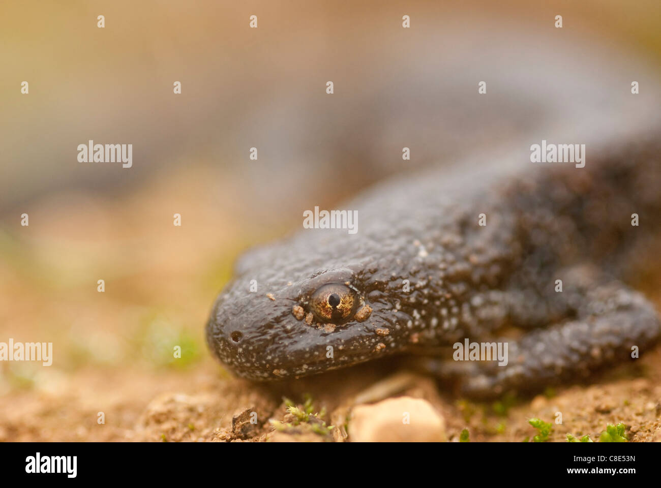 Kammmolch (triturus cristatus), der sich vom Zuchtteich aus über schrubbbbige Lebensräume bewegt. Stockfoto