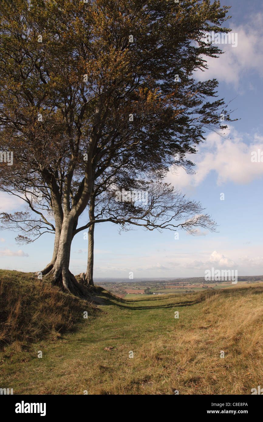 Oliver's Castle eine Hügelburg aus der Eiszeit, Roundway Hill, in der Nähe von Devizes, Wiltshire, England, Großbritannien Stockfoto