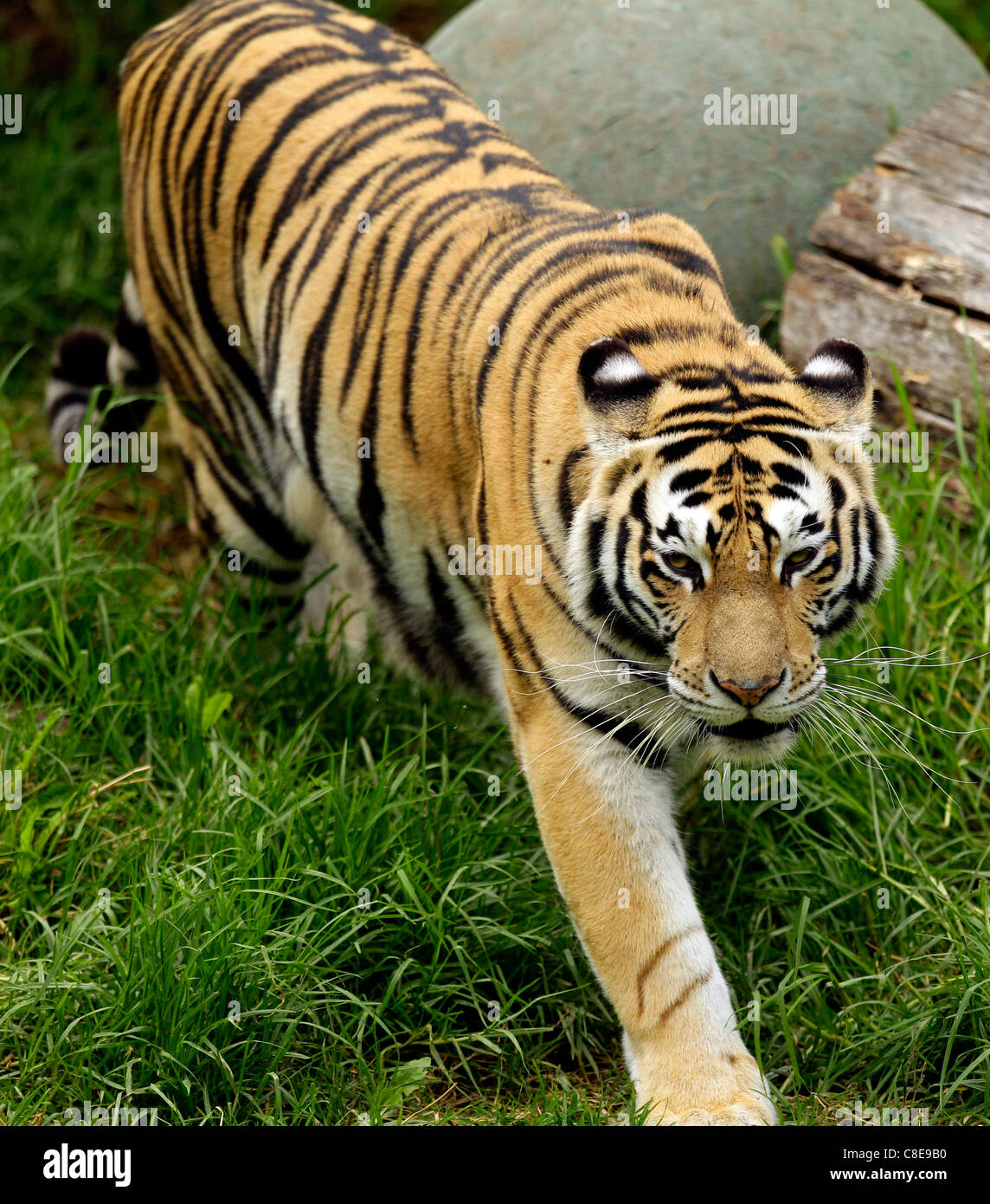 Tiger Streifen Schnurrhaare Zoo Tempo Stockfoto