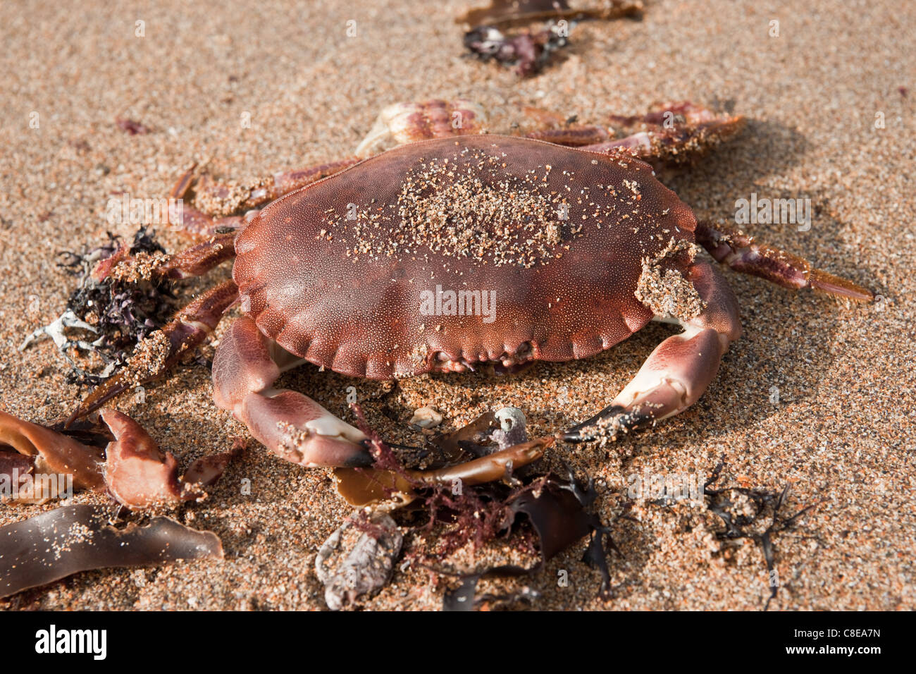 Eine Krabbe an einem Sandstrand in unter einigen Seegras. Nahaufnahme Stockfoto
