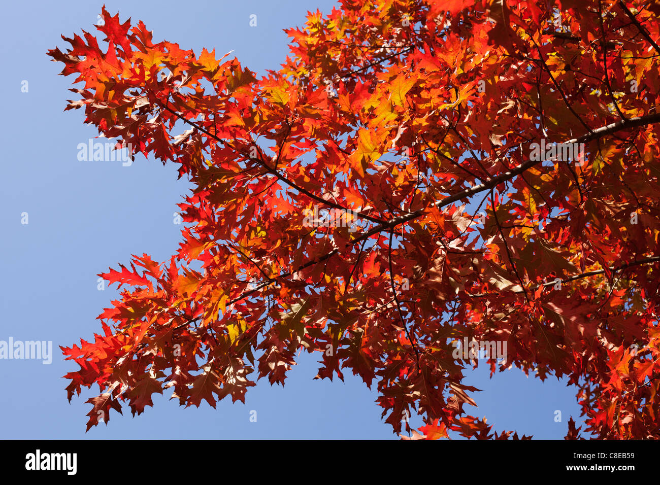 Herbstliche Ansicht von Red Oak verlässt. Stockfoto