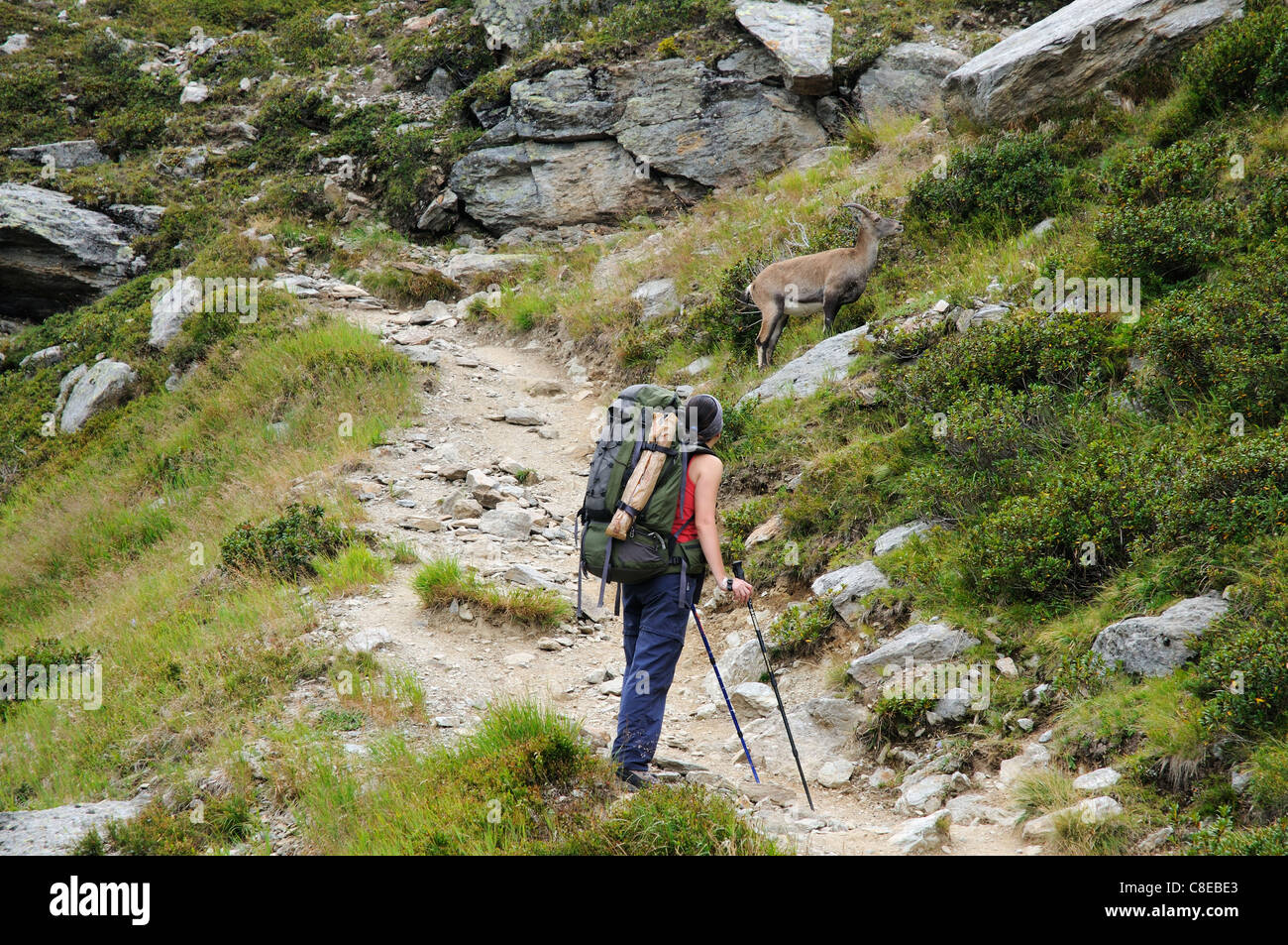 Eine junge Frau Walker auf einem Wanderweg in den französischen Alpen Stockfoto