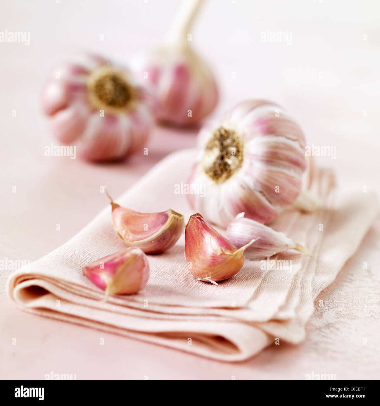 Leiter der rosa Knoblauch Stockfoto