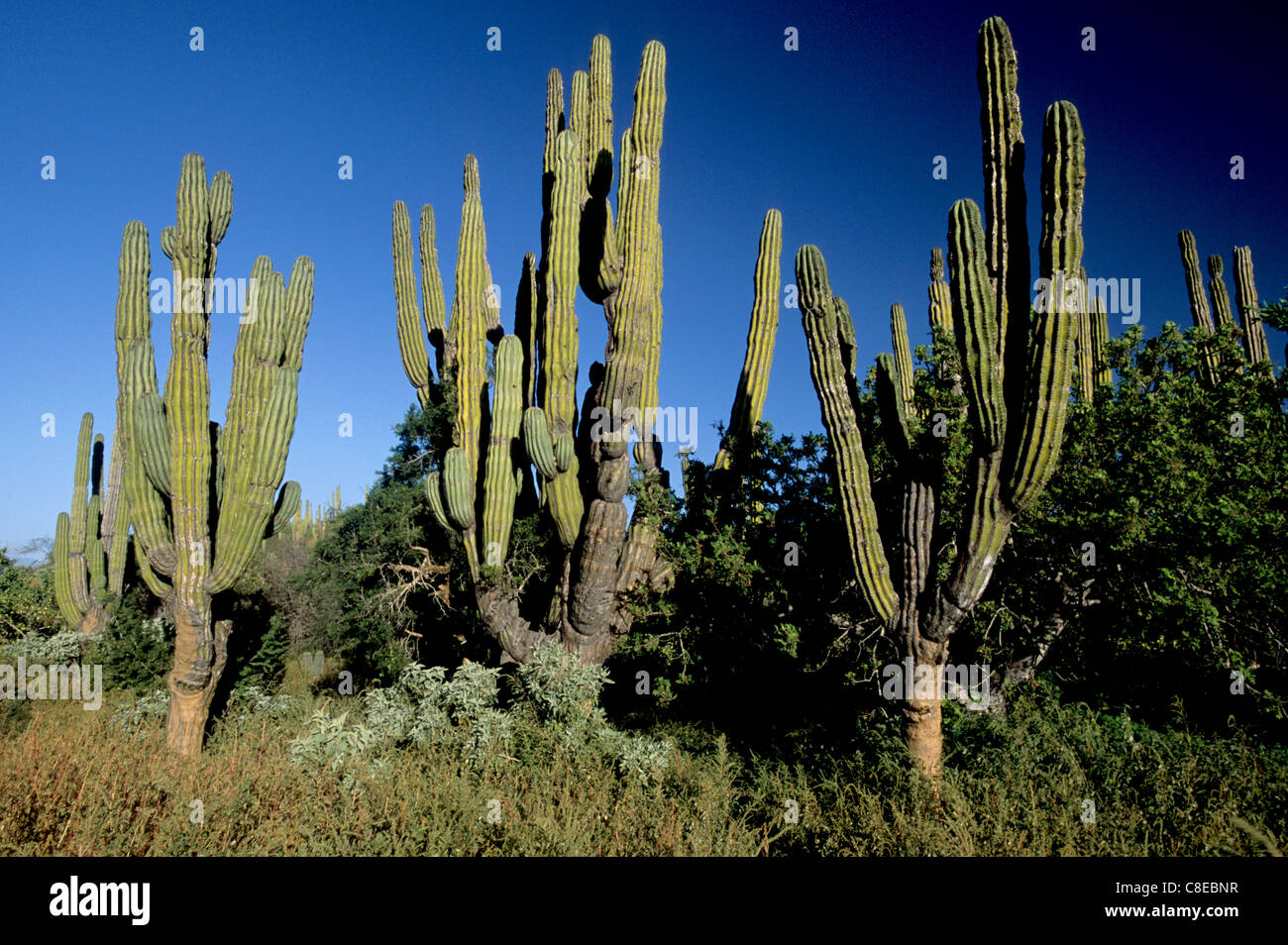 Cordon Kaktus in San Lucan xeric scrub Ökoregion, Baja California Sur, Mexiko Stockfoto