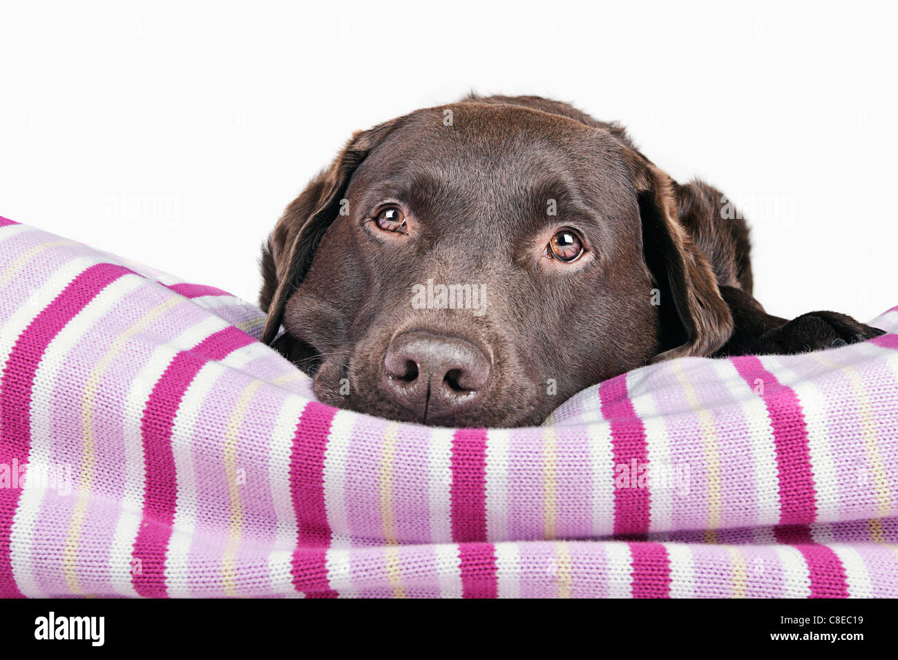 Chocolate Labrador auf rosa Decke Stockfoto