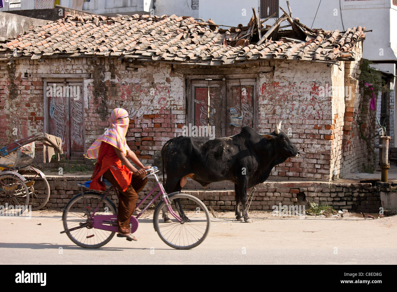 Muslimische Mädchen reitet vorbei untethered Stier auf der Straße in Nandi in der Nähe von Varanasi, Benares, Nordindien Stockfoto