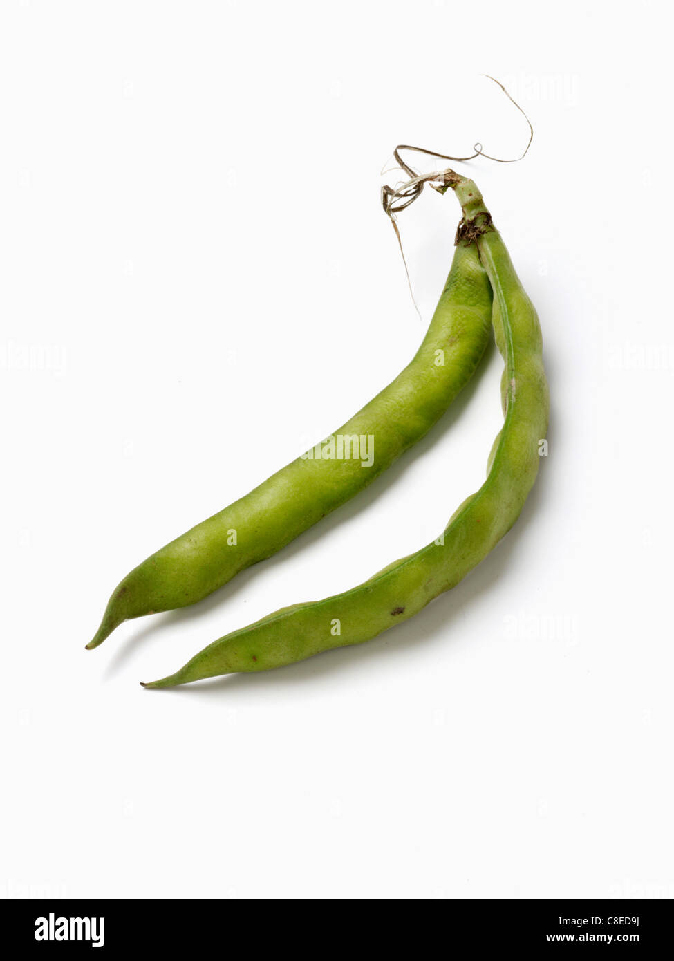 Zwei dicke Bohnen in den Hülsen Stockfoto