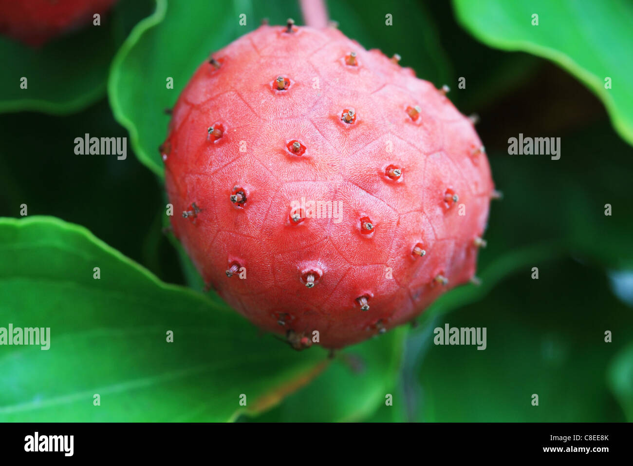 Makro-Bild von roten Kousa Hartriegel Obst Stockfoto