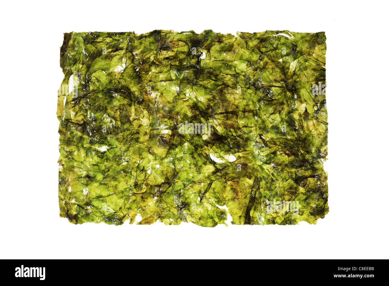 Nori-Algen-Blatt isoliert auf weißem Hintergrund Stockfoto