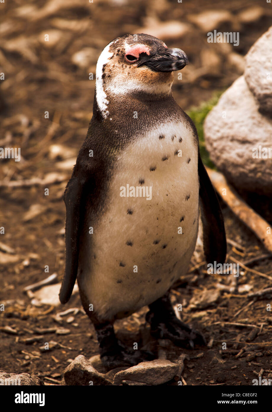 Esel oder afrikanische Pinguin (Spheniscus Demersus) am Stoney Point, Südafrika Stockfoto