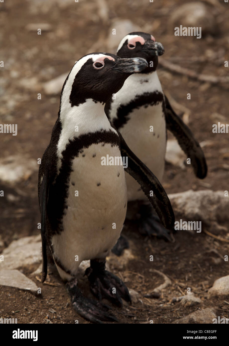 Esel oder afrikanische Pinguine (Spheniscus Demersus) am Stoney Point, Südafrika Stockfoto