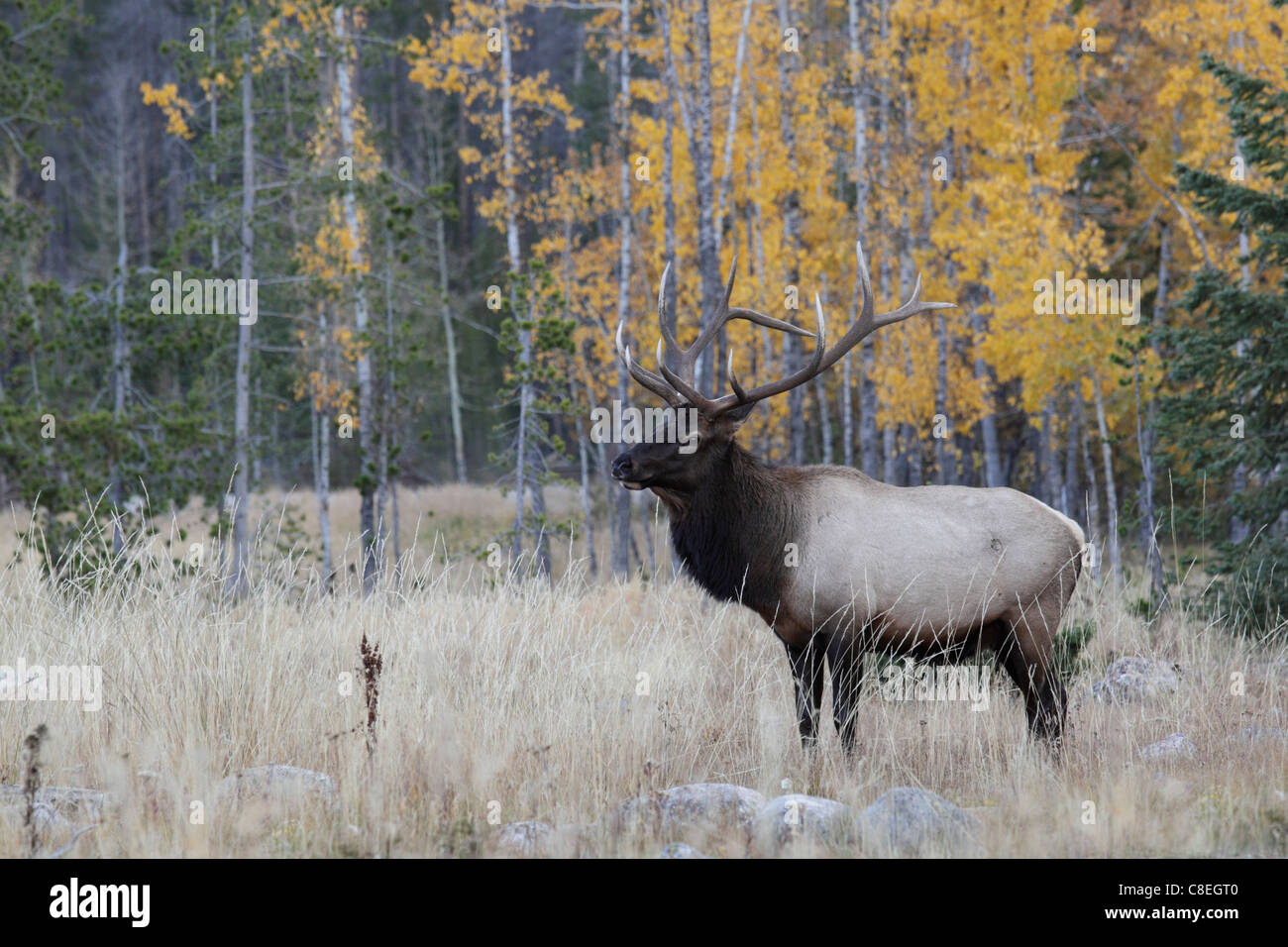 Stier Elche (Cervus Canadensis) Stockfoto