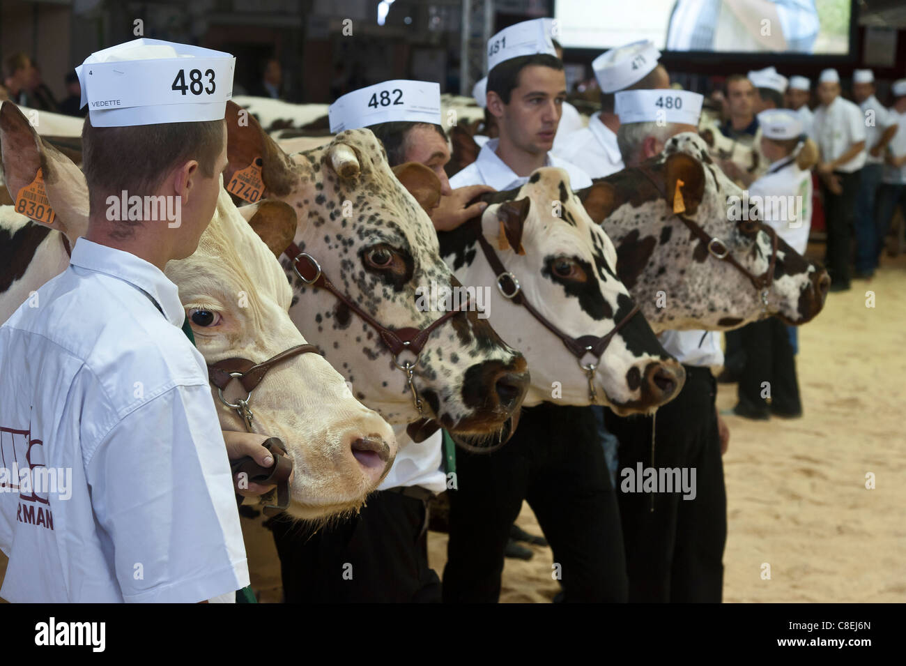 Kühe der Rasse Normande auf Landwirtschaft im Wettbewerb zeigen Stockfoto