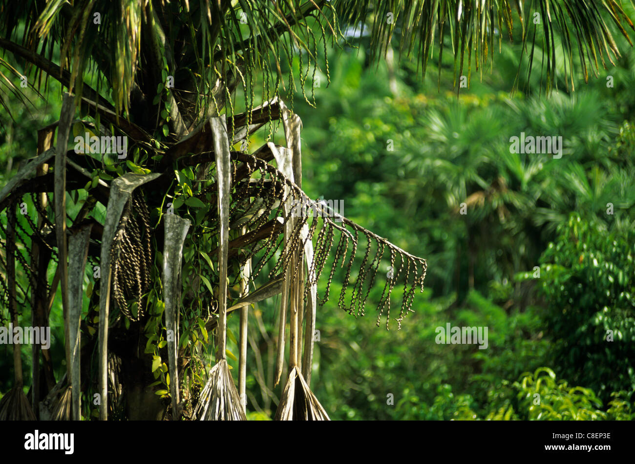 Amapa Zustand, Brasilien. Palme mit Schlingpflanzen und winzigen Eisvogel Vogel auf einem Ast. Stockfoto