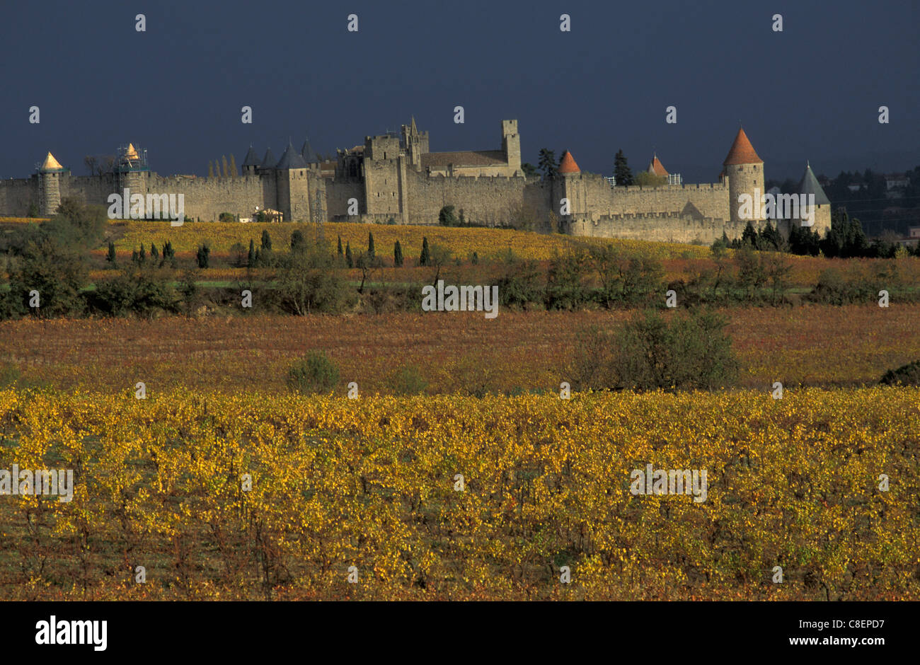 Stadt, Altstadt, Carcasonne, Languedoc-Roussillion, Frankreich, Europa, Sonnenblumen, Feld Stockfoto