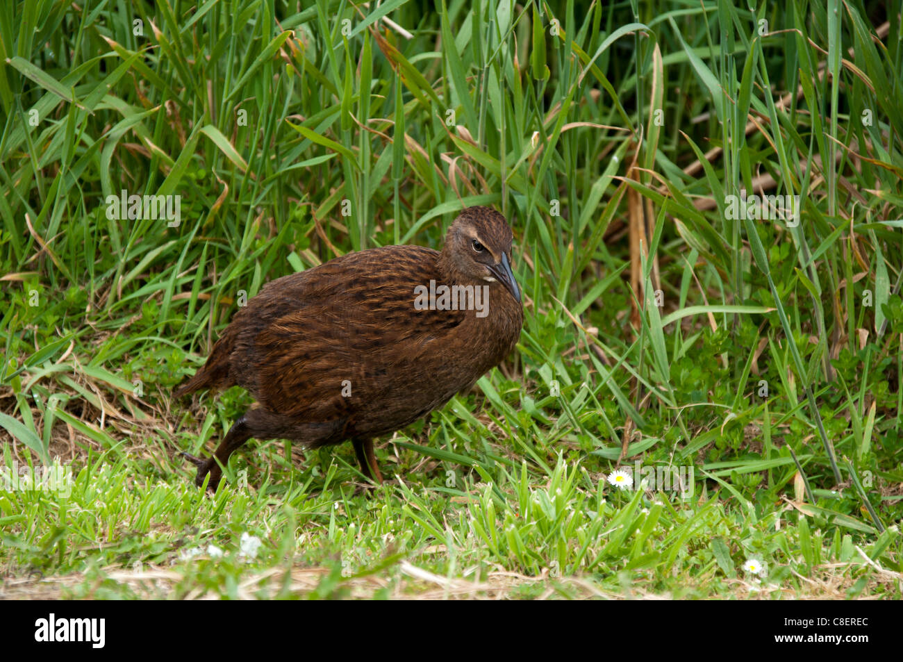 Ansichtskarte: Weka Gallirallus australis seltener Vogel Neuseeland