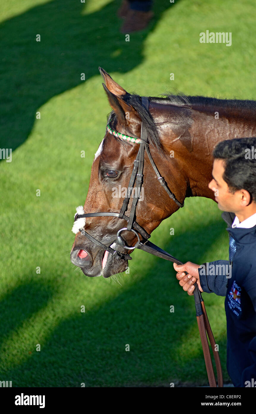 Frankel Champion Rennpferd nach dem Gewinn der Queen Elizabeth zweite Stakes in Ascot bei Qipco Champions Tag treffen Stockfoto